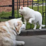 为什么狗会试图攻击猫呢?