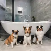 狗狗美容护理论坛有哪些关于洗澡的注意事项需要注意吗?