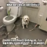 当狗狗没有在固定的区域上厕所时应该怎么做?