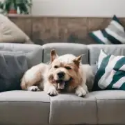 为什么我的狗狗喜欢在沙发上打滚?