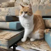 为什么我家的猫总是喜欢抓挠家具?