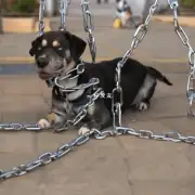 如何使用狗链时考虑安全因素?