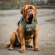 为何德军用猎犬Dogue de Bordeaux德国杜宾会比其他品种的狗更贵?