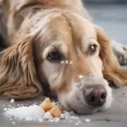 那么为什么狗不会因摄入过多盐而出现不适症状呢?