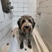 你是否认为你的家犬不需要每周洗澡而是只需要每月一次就能够保持干净和整洁了?