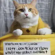 当猫咪出现呕吐黄水白沫的症状时应该怎么办呢?