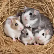 为什么有部分母仓鼠会在生产前或生产后出现不孕的情况?