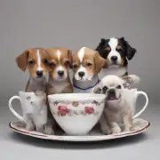 正宗茶杯犬与其他犬种相比其智商水平如何?