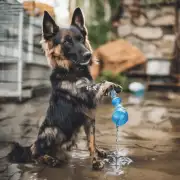 刚断奶后狗狗是否还需要每天喝一些水来保持身体水分平衡?