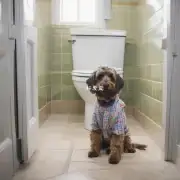 当你的宠物小犬已经学会了去固定的地方上厕所时那么你知道何时开始训练它不乱大小便了吗?