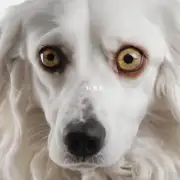 根除狗眼线虫的方法有哪些?