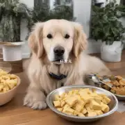 什么食物对于金毛犬来说最好?
