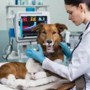 在治疗期间你的兽医会监测狗的体温心率是否正常以及其他体征吗?