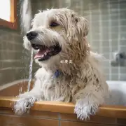 一些狗主人可能会觉得他们不需要频繁洗澡他们的狗狗那么这种情况下怎么办呢?