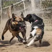 那么为什么一些狗族中的某些品种会比其他犬只更为攻击性强呢?是否存在某种特定策略或技巧使它们能够更有效地对抗对手?