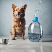 如何判断我的宠物是否足够喝水量和食物量?