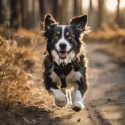 为什么狗在跑步中能维持这么长的时间而不会累?