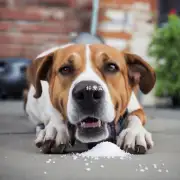 这个问题是为什么狗在过量摄入盐时会出现不耐受的症状吗?