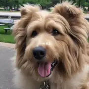 我经常看到泰迪犬在公园里玩得很开心但它们看起来比其他狗狗要老你认为为什么?