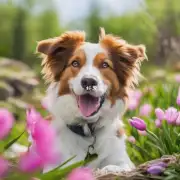 一个问题为什么春季对狗狗的成长发育最有益吗?