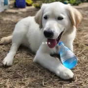 刚断奶的狗狗能不能直接喝水?