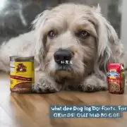 什么样的狗粮适合老年犬?