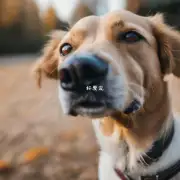 为什么我的狗狗的鼻子总是抽搐?