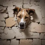 为什么狗喜欢啃墙壁?