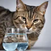 如果我发现我的猫咪在手术后喝进了太多的水会导致脱水问题吗?
