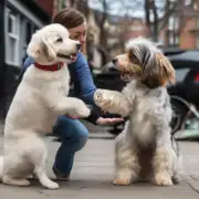 为什么狗在握手时会摇尾巴?