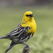 如何让黄鸟学会如何用翅膀来加速?