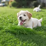 如何预防狗狗吃草的疾病?