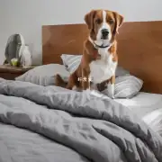 狗在床上撒尿的必要性是什么?