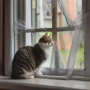 如何才能用最简单的方法防止猫咪抓破纱窗?