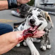 狗咬破皮出血如何治疗?