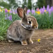 兔子如何确保自己不会受到过敏反应?