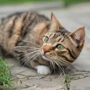 猫驱虫的注意事项有哪些?
