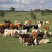 牛的品种有哪些?