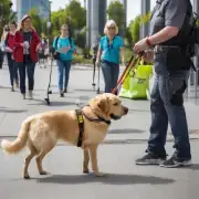 金毛犬导盲犬的训练方法如何?