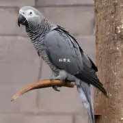 不同健康状况的 African grey parrot 的断奶时间如何?