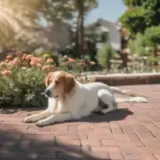 狗晒太阳对宠物健康的影响是什么?