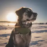 狗晒太阳的最低温度是多少?