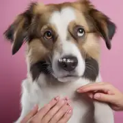 如何避免狗狗对指甲造成疼痛?