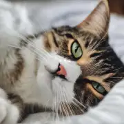 为什么猫喜欢早起睡觉时用鼻子闻不同的味道?
