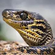 蟒蛇的饮食习惯如何?