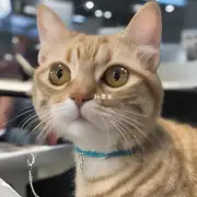 短毛猫为什么要用耳环?