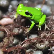 如何培养出健康的人工蛙蚯蚓?
