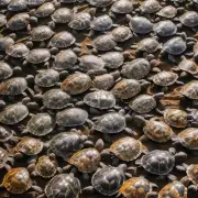 不同生活方式对乌龟冬眠的影响是什么?