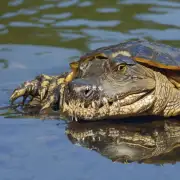 鳄鱼龟为什么要用水而不是其他动物的育种方式?