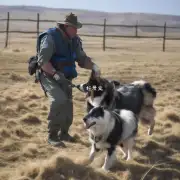 边境牧羊犬的训练技巧如何?